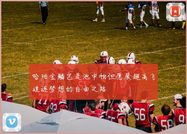 哈珀金鳞岂是池中物但愿展翅高飞追逐梦想的自由之路